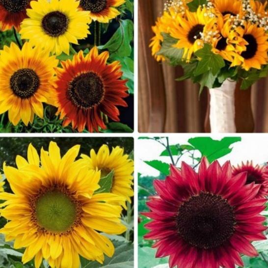 Hạt giống hoa hướng dương mix màu-gói 10 hạt