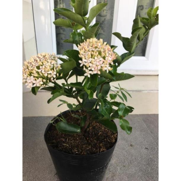 Cây hoa mẫu đơn trắng lá trung