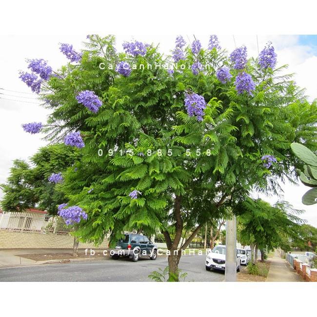 Hoa phượng tím chùm ớt đà lạt