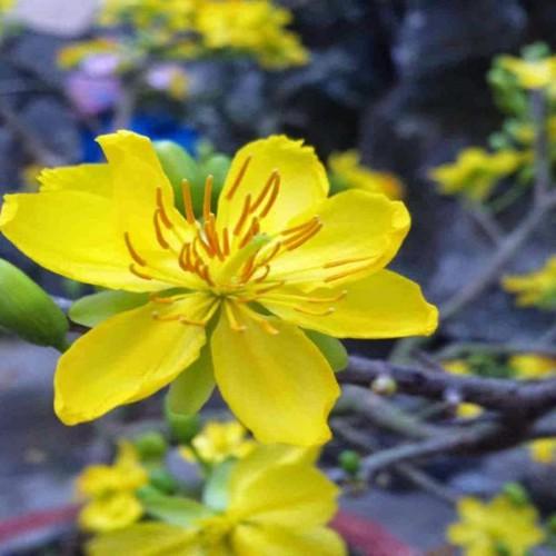 COMBO 3 BẦU CÂY GIỐNG MAI VÀNG 5 CÁNH ĐƠN