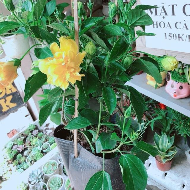 Cây Hoa Bụt Cánh Kép