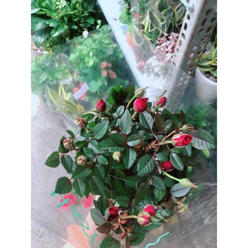 Hoa Hồng Siêu Nụ