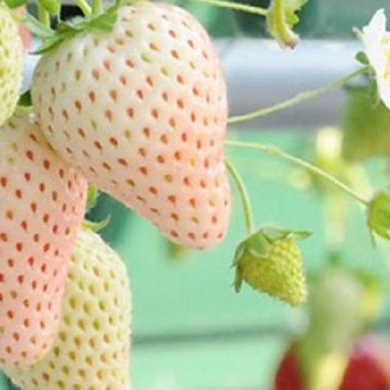 Combo 2 gói Hạt giống dâu tây trắng chịu nhiệt/Gói 50 hạt-tặng kèm gói phân bón lót
