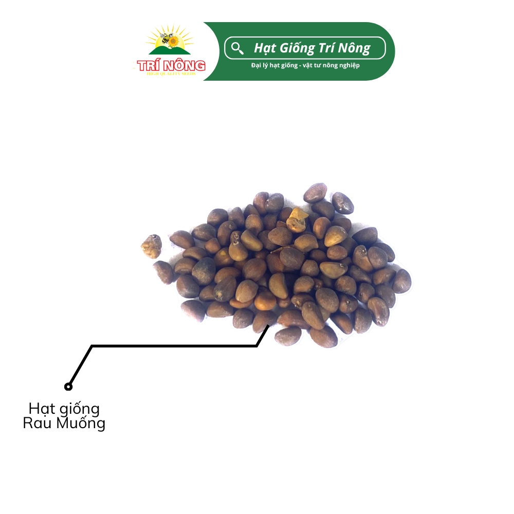 Hạt Giống Rau Muống Trí Nông , TN40, Dễ Trồng, Dễ Chăm Sóc, Thời Gian Thu Hoạch 35 ngày, Gói 50 gram