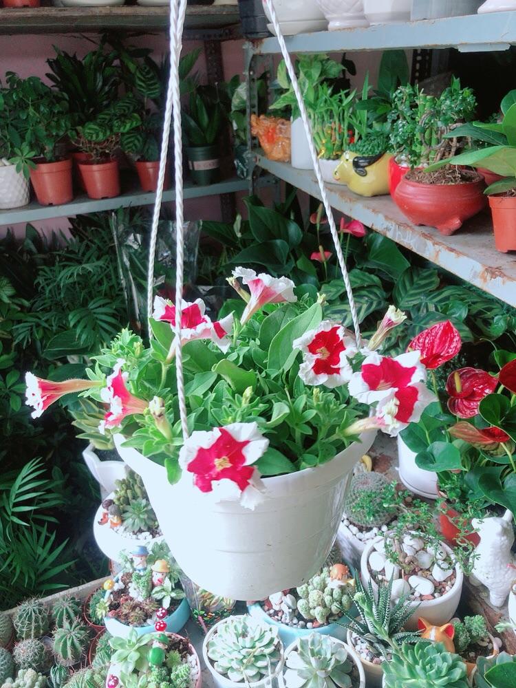 Chậu Hoa Dạ Yến Thảo