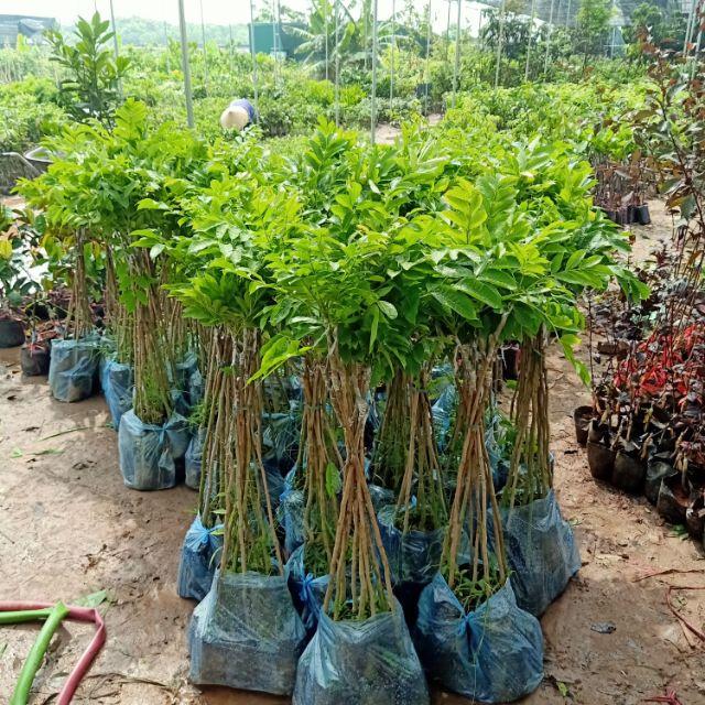 GIỐNG CÂY TRÁM ĐEN GHÉP CHO TRÁI SIÊU SỚM