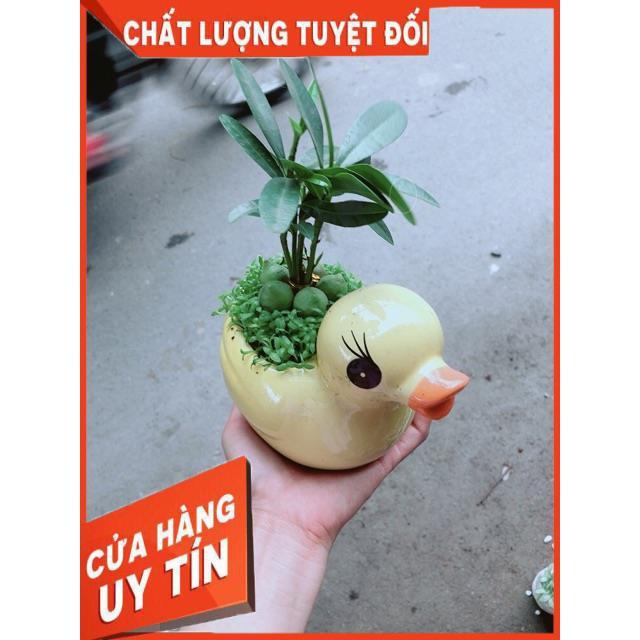 Chậu Vịt Vàng May Mắn