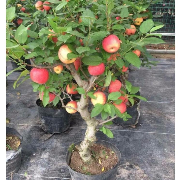 Hạt Giống Táo Lùn Đỏ - Táo Bonsai - 10 hạt/gói