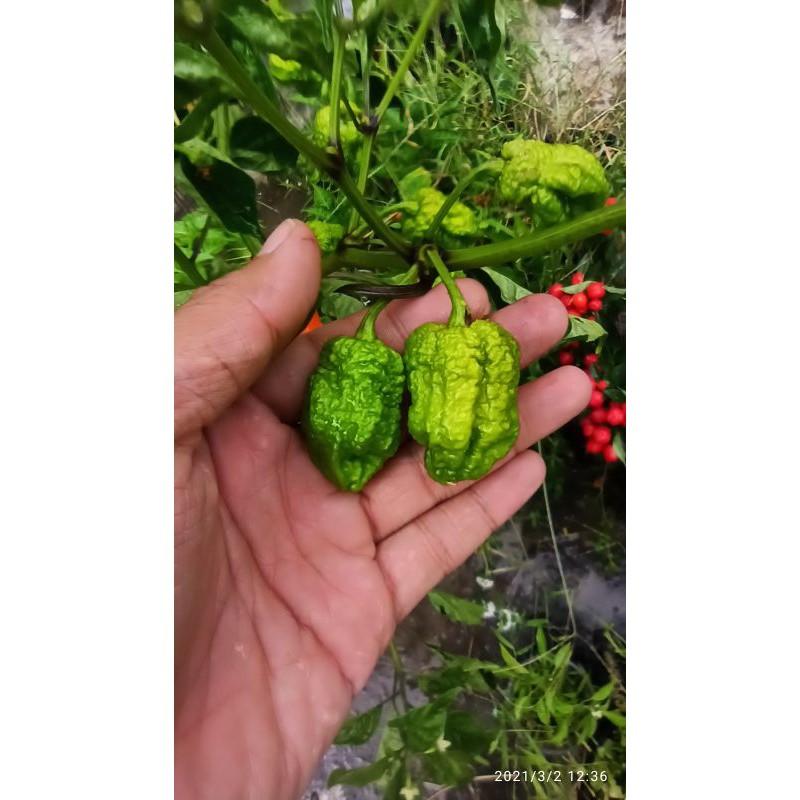 Hạt ớt carolina