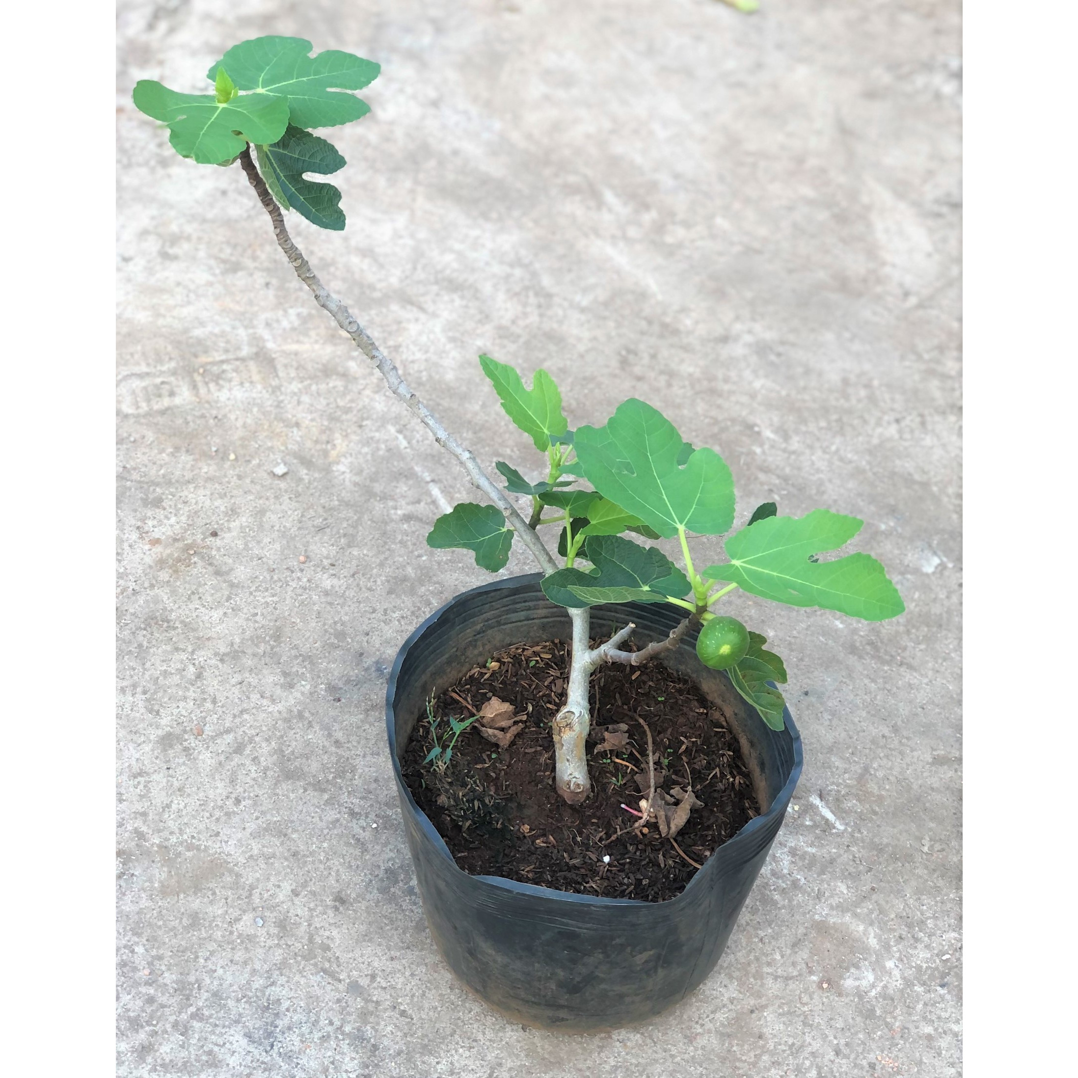 Cây sung Mỹ đã cho trái trồng nơi có nhiều nắng