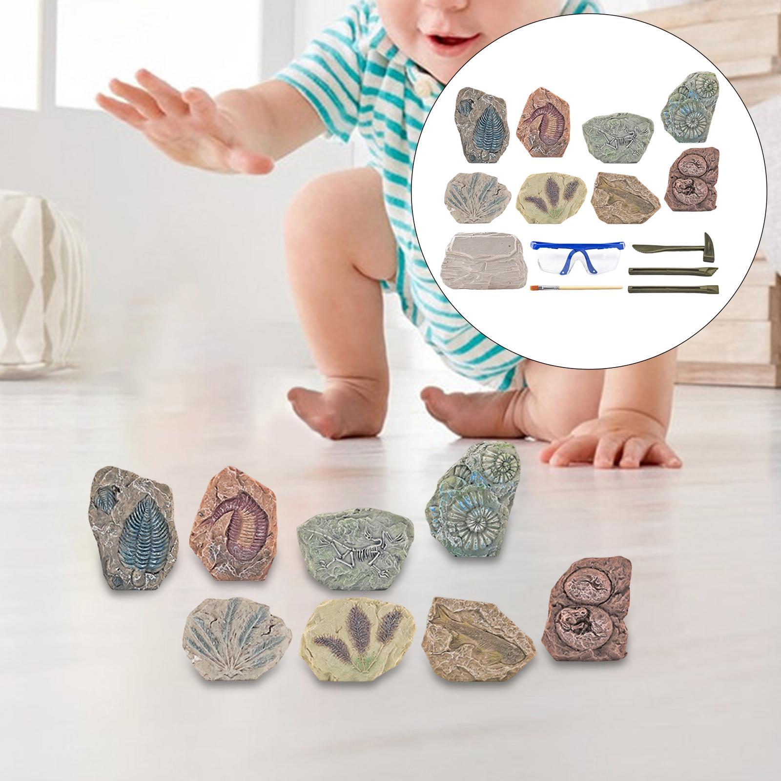Dinosaur Excavation Kit Archaeology Discovery Kit for Toddler