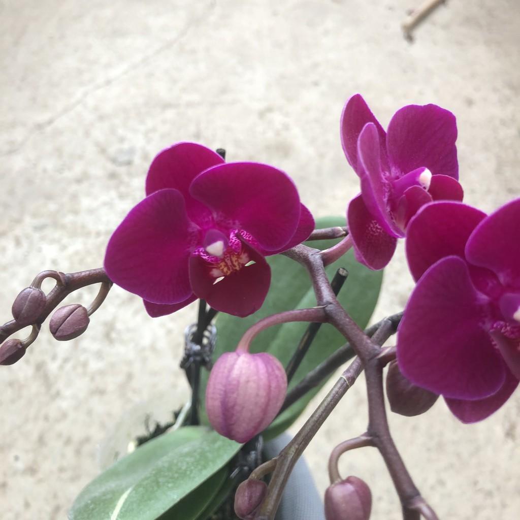 Cây hoa lan hồ điệp, chiều cao 30-35cm, hoa nở cực đẹp chơi cực bền sức sống khỏe thích hợp trang trí phòng khách