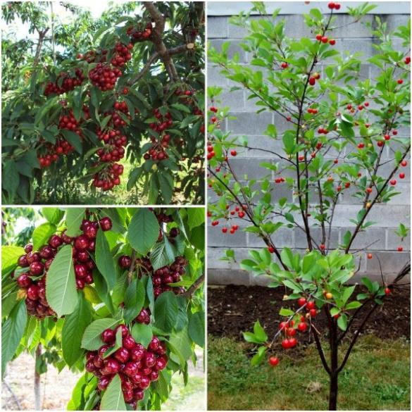 Cây Giống CHERRY BRAZIL - Cây Ăn Quả