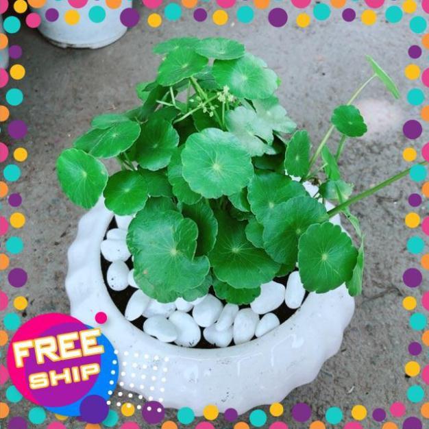 Chậu Cỏ Đồng Tiền