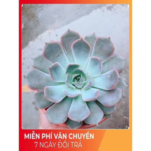 Sen Đá Size Đại 2