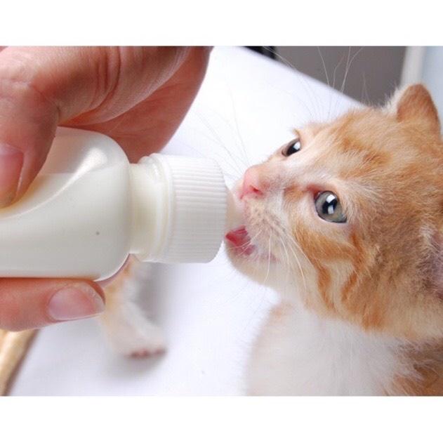 Bình bú sữa cho chó mèo 60 ML