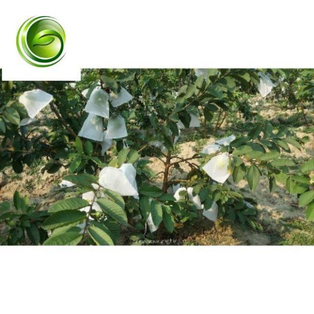 Bao bọc trai cây bơ, ổi, xoài, na 16x20cm set 100 túi