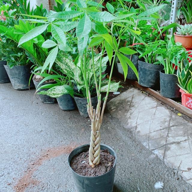 Kim Ngân Thắt Bính 5 Thân