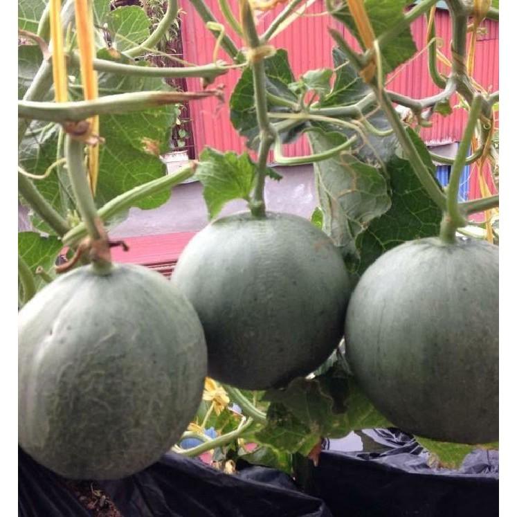 Hạt giống dưa lưới xanh