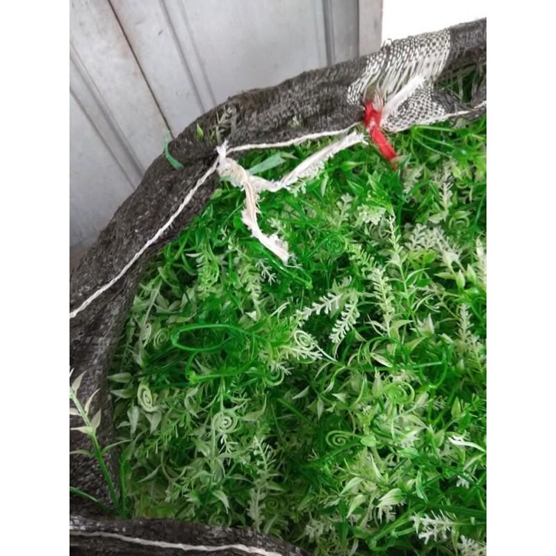 Cỏ điểm 100g