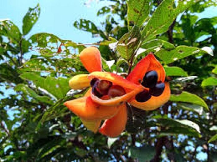 Cây Sang giống, hoa đẹp giống chuẩn cây cao 60cm cam kết chất lượng