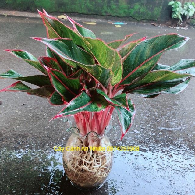 Chậu Phú Quý Thuỷ Sinh