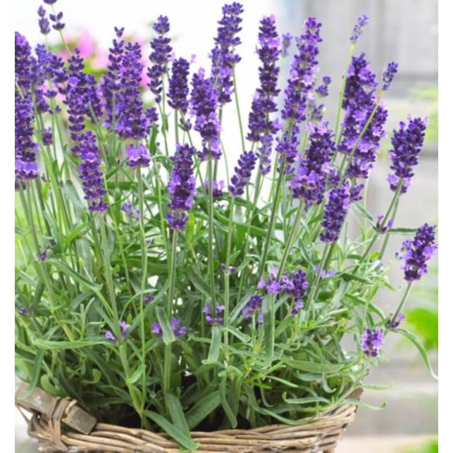 100hạt hoa oải hương lavender