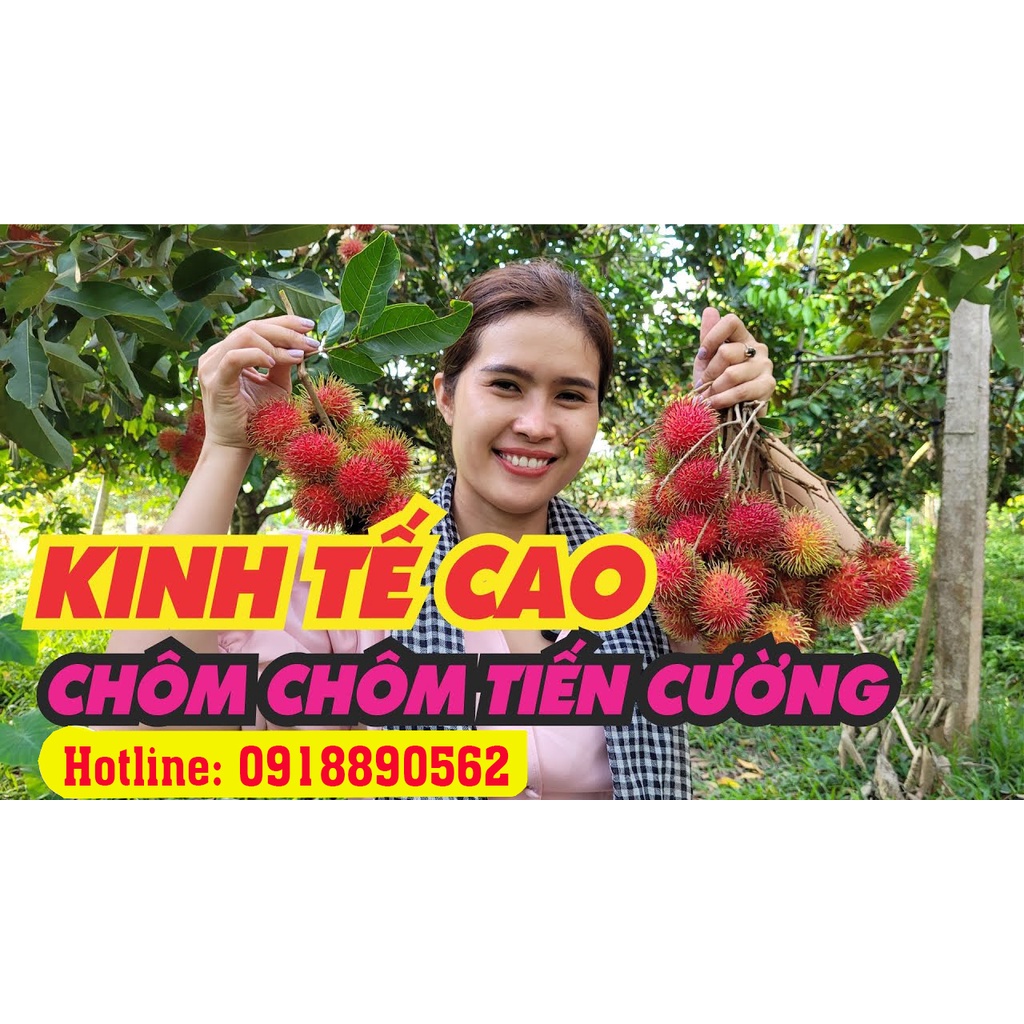 CÂY GIỐNG CHÔM CHÔM TIẾN CƯỜNG ( GIỐNG MỚI )