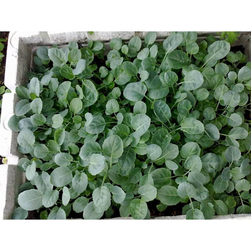 Hạt giống rau Cải rổ/ Cải làn, đóng gói 10gr