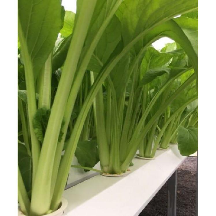 Hạt giống rau cải ngọt cao sản - 20gr/gói