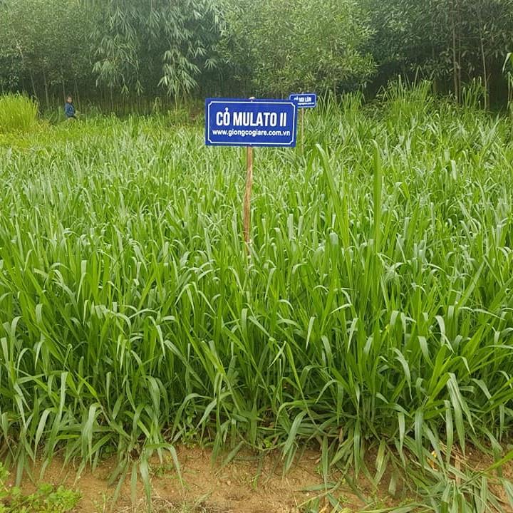 Giống Cỏ Mulato II - Giống Cỏ Chăn Nuôi Năng Suất Cao Chịu Hạn, Chịu Lạnh Tốt