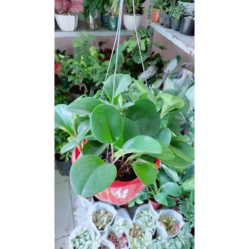 Cây Trường Sinh