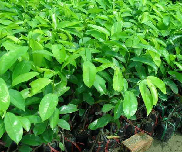 1 KG LÁ tươi MÃNG CẦU XIÊM THÁI [ MÃNG CẦU GAI .