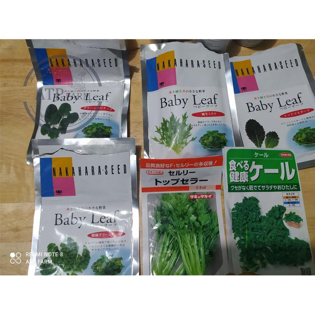 Hạt giống cải KALE XANH BABY LEAF - Nhật Bản