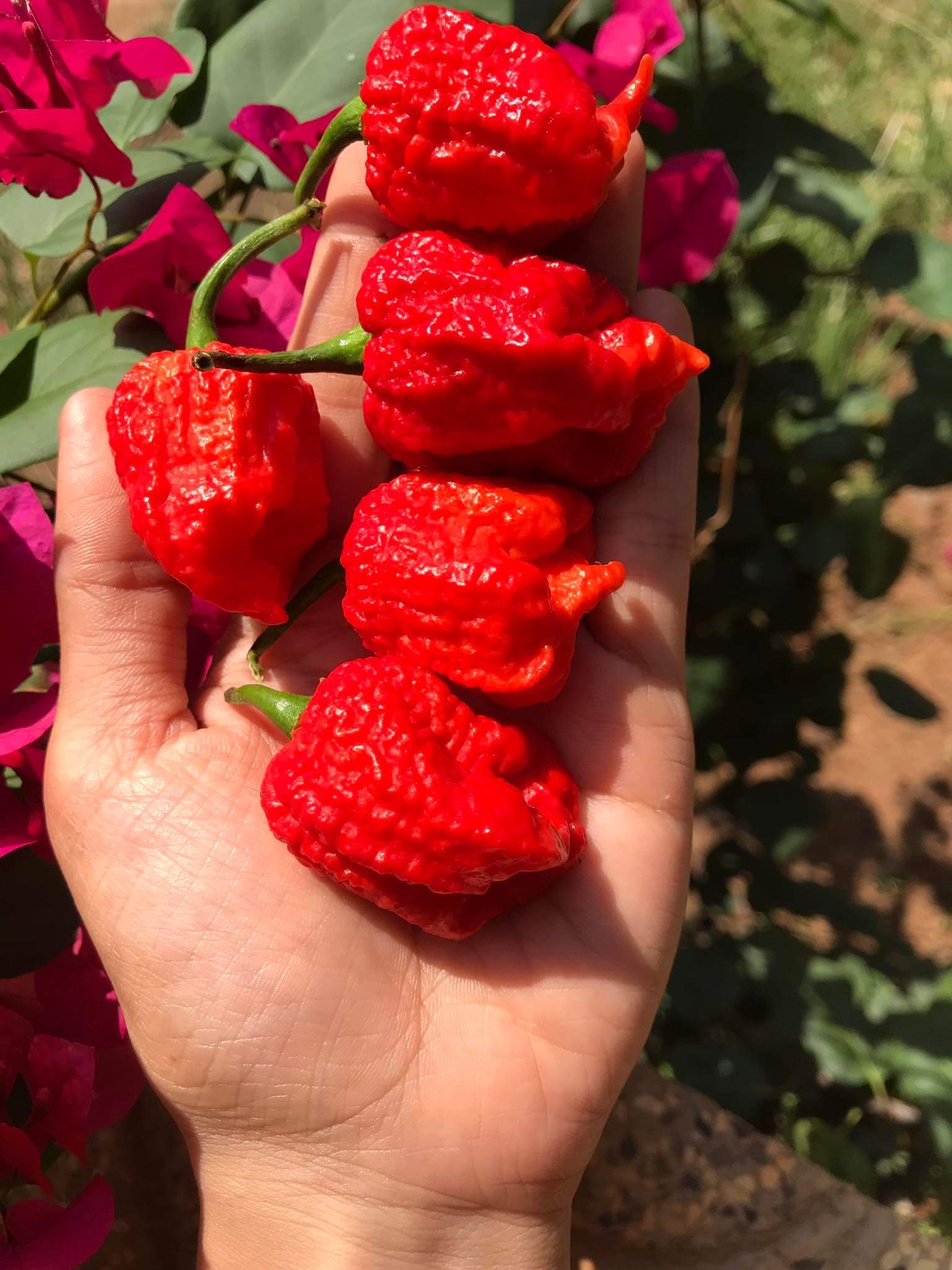 10 hạt giống ớt carolina reaper cay top thế giới