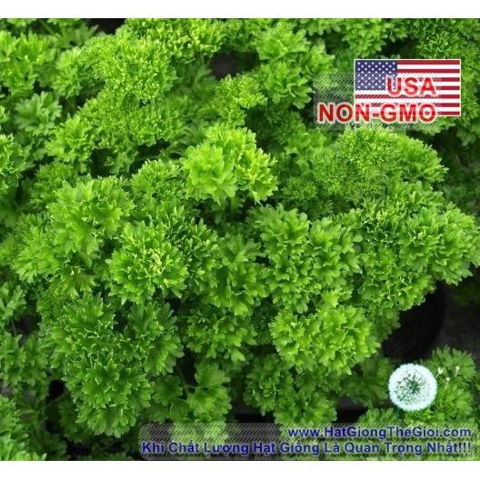1KG Hạt Giống Ngò Tây Parsley Siêu Xoắn Triple