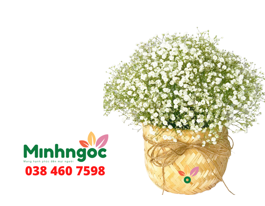 Hoa Baby – vẻ đẹp mong manh nhưng lại mãnh liệt – 211