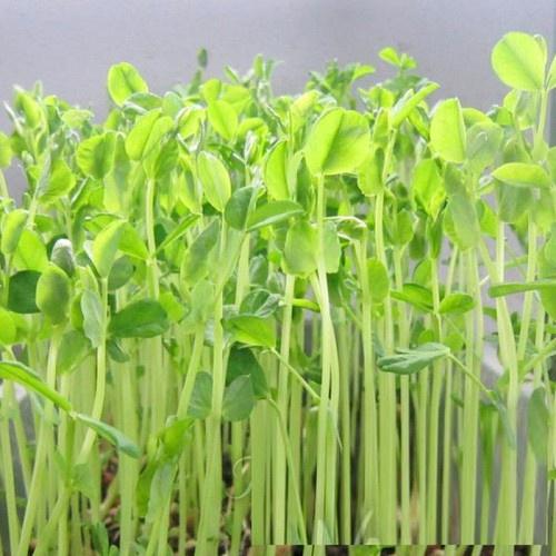 Hạt Giống Mầm Đậu Hà Lan - 1 gói 50 gram
