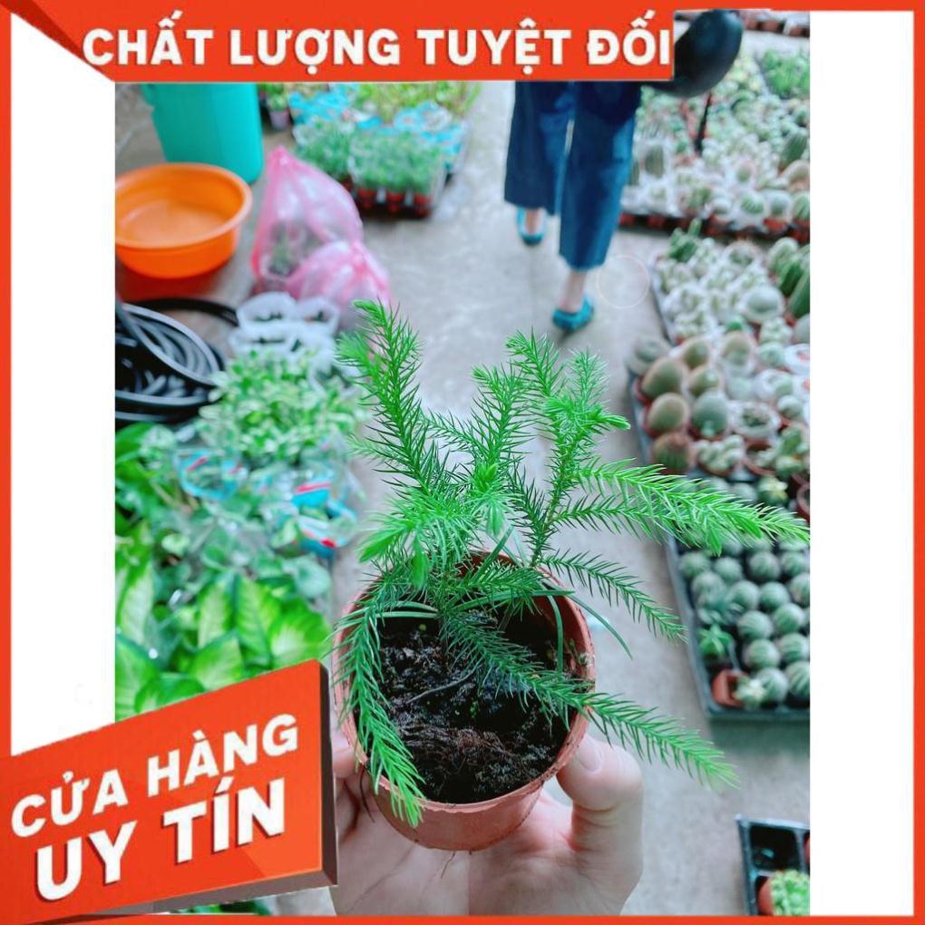 Tùng Bồng Lai Tùng Tiên Bách Tùng