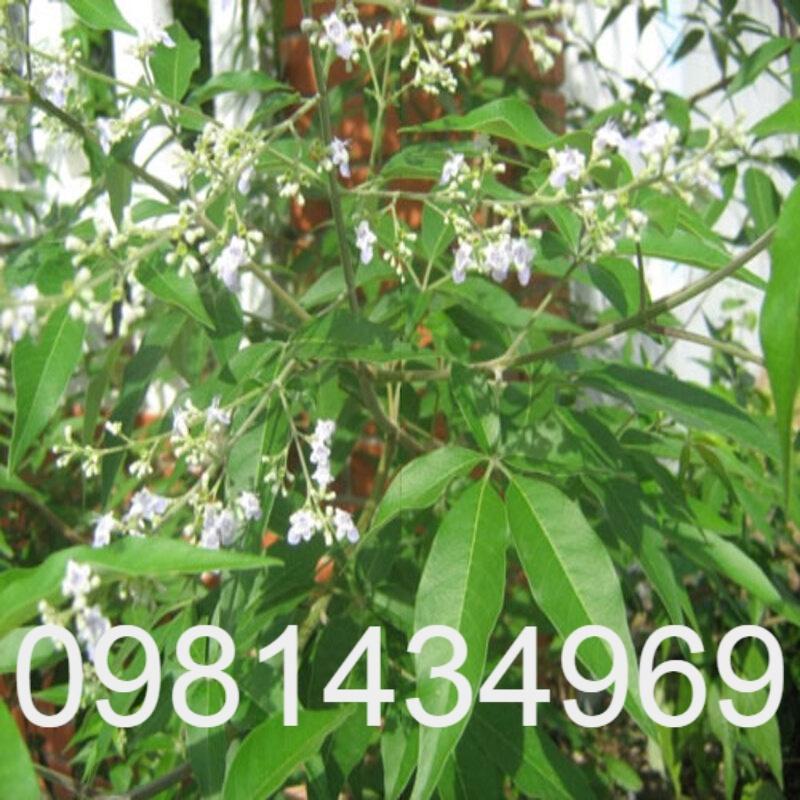 Cây Ngũ Trảo Giống Khỏe Mạnh