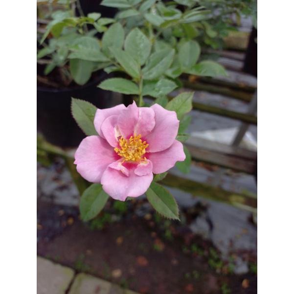 Hoa hồng hồng amethyst babylon, hồng ngoại, hồng bụi, thân lùn, nguyên bản