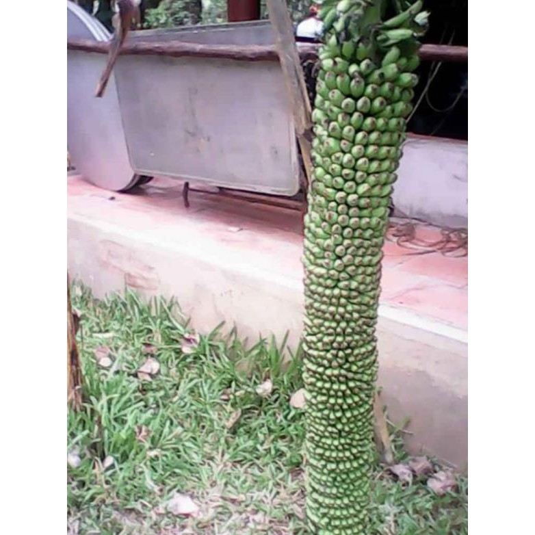 Cây Giống Chuối trăm nải cấy mô
