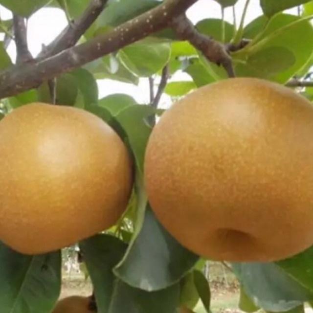 Cây giống lê nâu cho quả vỏ mỏng ăn giòn, ngọt, thơm, nhiều nước