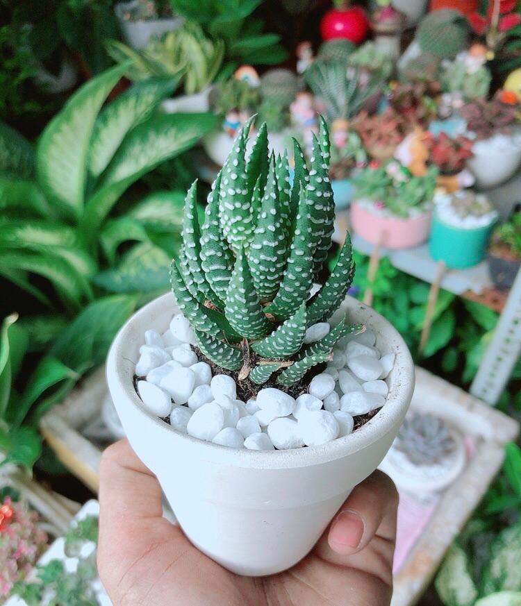 Chậu Cây Xương Rồng Búp