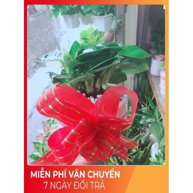 Chậu Trầu Bà Đế Vương Xanh