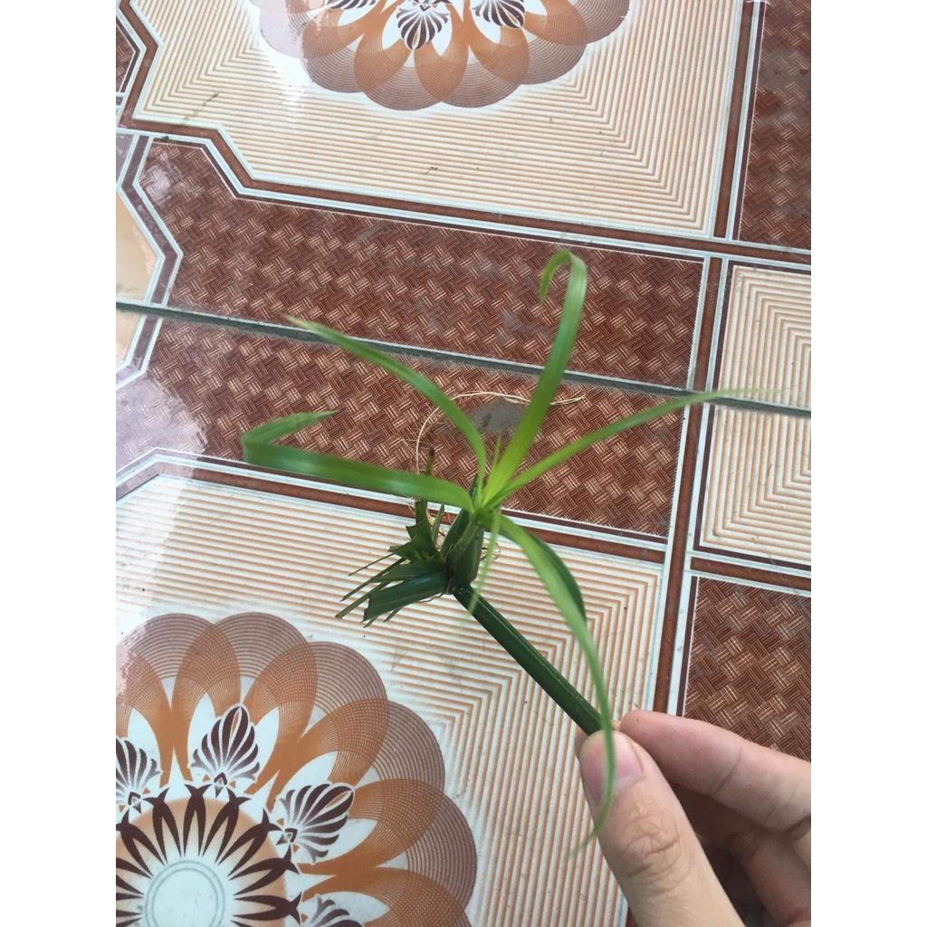 Cây thuỷ trúc thuỷ sinh 1 nhánh có dễ dài