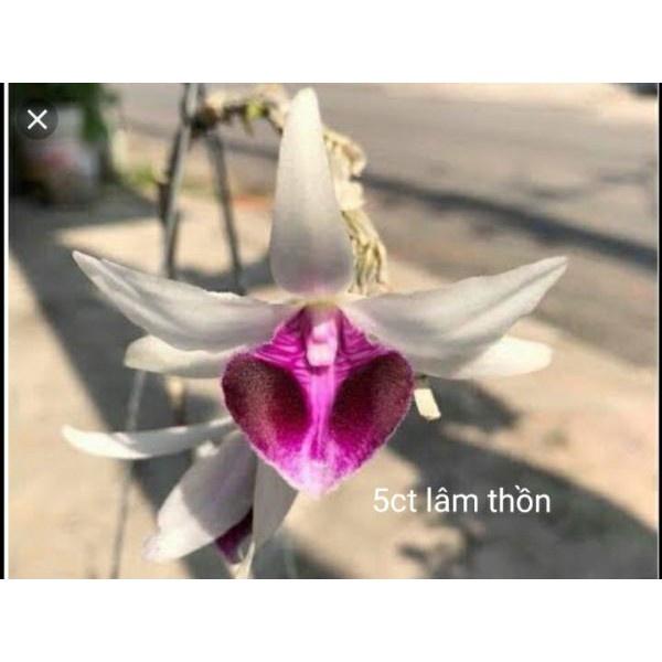 Hoa phong lan 5ct cánh trắng lâm thồn