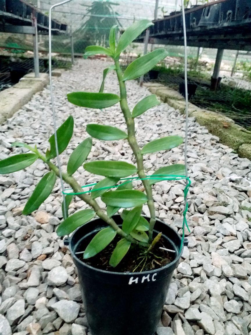 CHẬU HOA LAN PHI ĐIỆP HỒNG MINH CHÂU CÂY GIỐNG CẤY MÔ SIÊU ĐẸP cam kết chất lượng UY TÍN CHẤT LƯỢNG