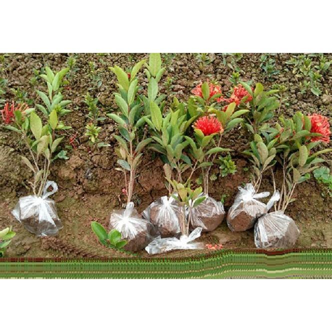 Hoa mẫu đơn bỉ- màu đỏ, dòng lá nhỏ dày, hoa đẹp và bền