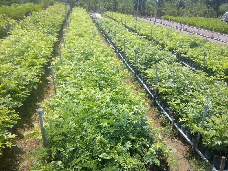 Cây sưa đỏ giống- cao 90cm-1m